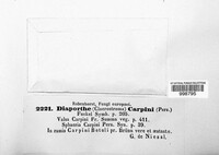Diaporthe carpini image